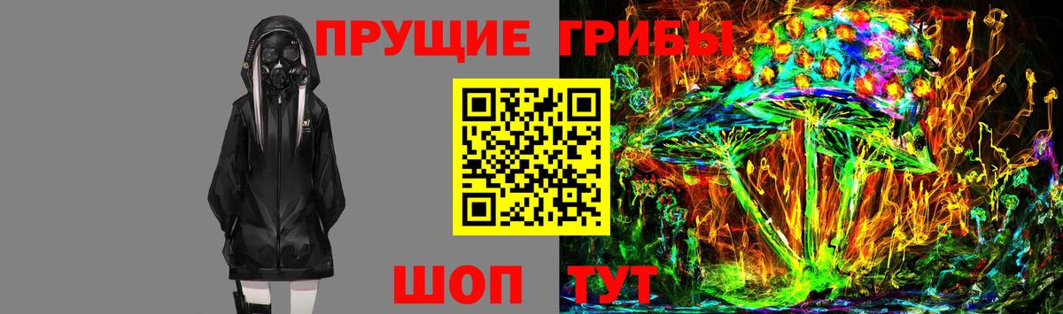 Галлюциногенные грибы Psilocybine cubensis Горно-Алтайск